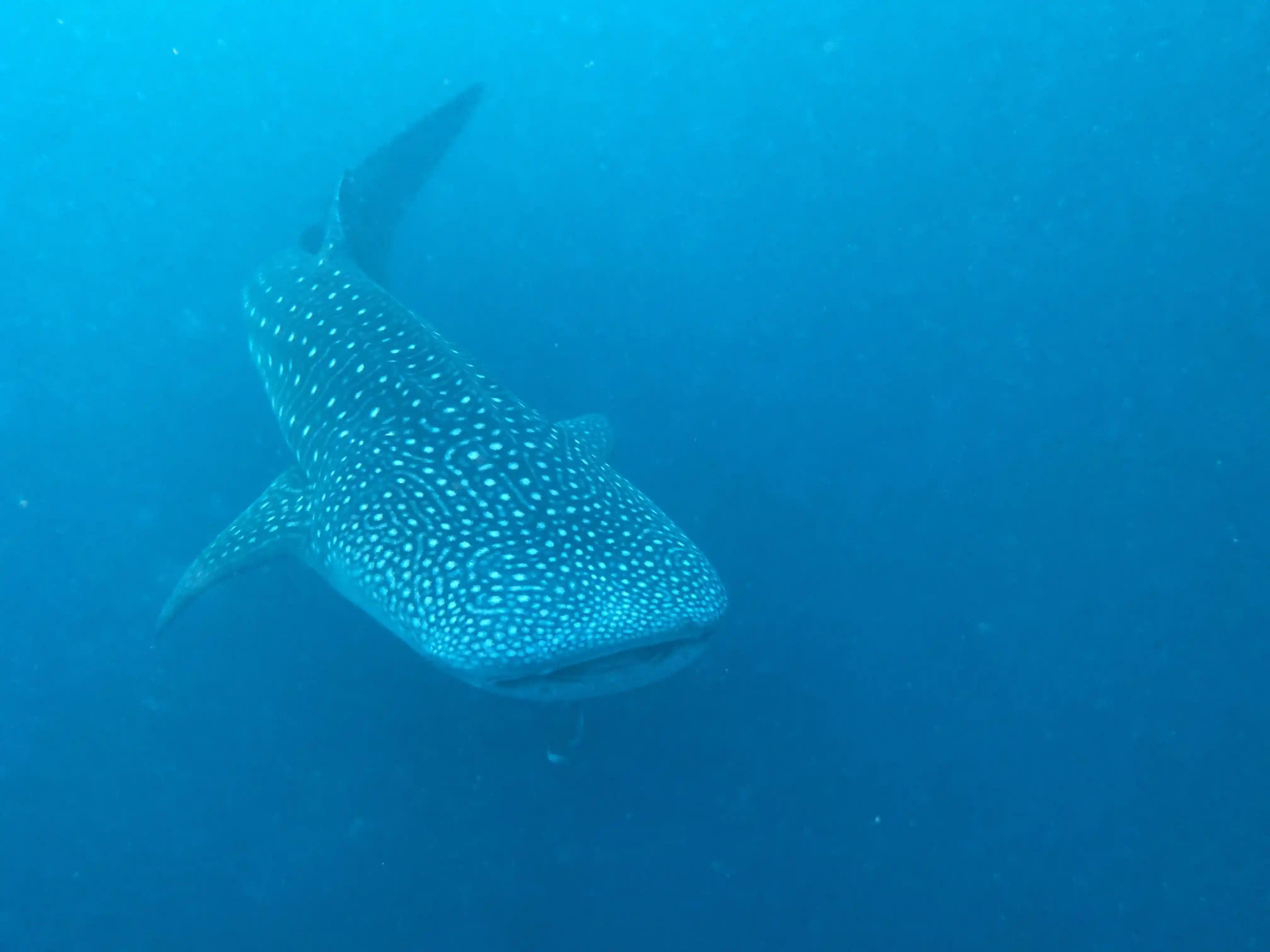 Whale Shark — Rhincodon typus