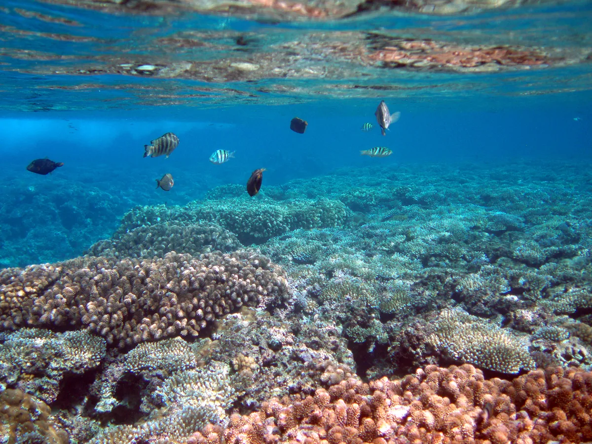 Coral reef and reef fish — Fish and coral in Tumon Bay Marine Preserve, Guam