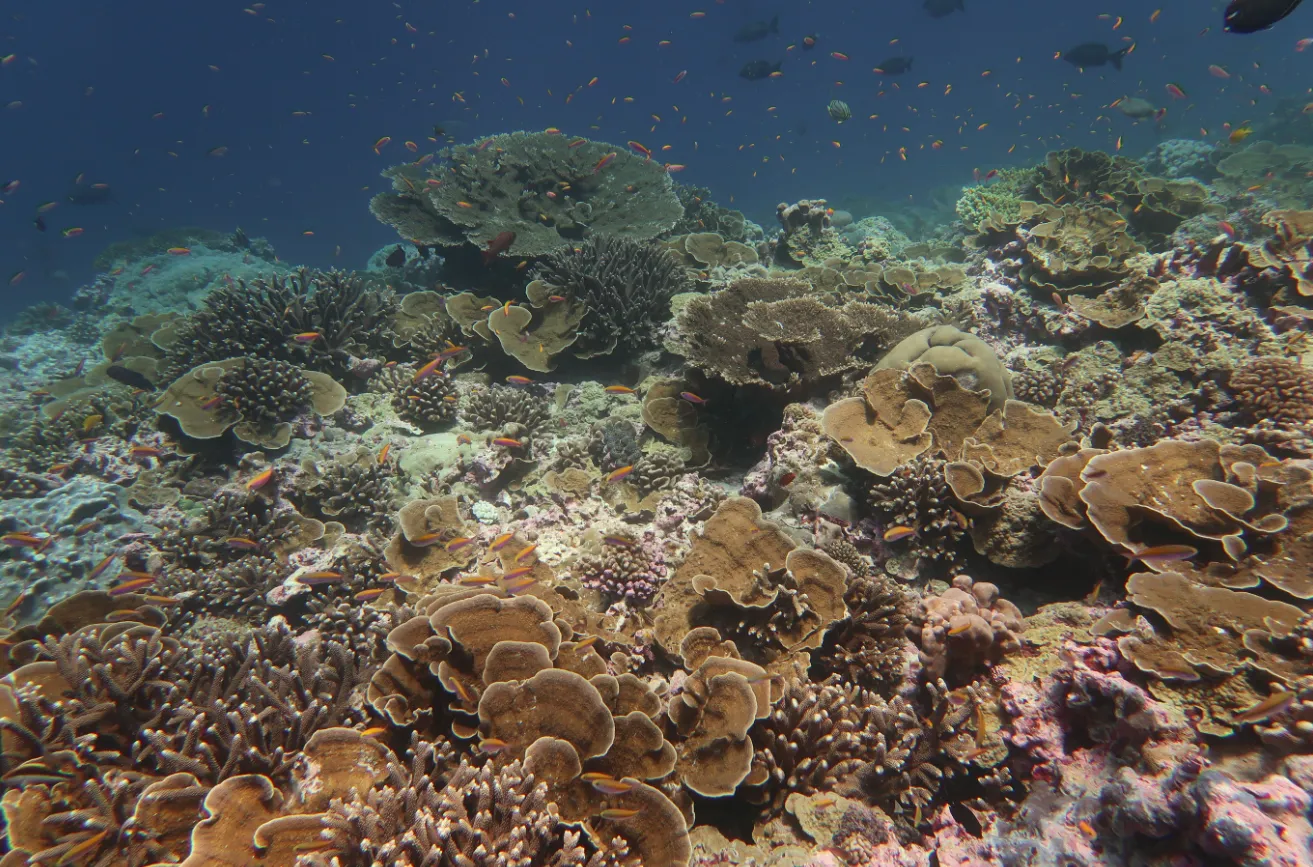 Coral reef and reef fish — Baker Island reef Anthias 2023