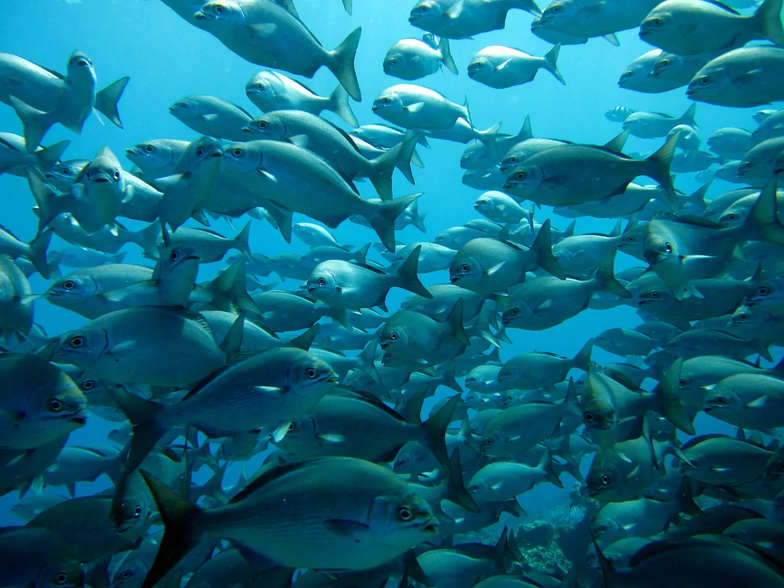 Coral reef and reef fish — Corl0056