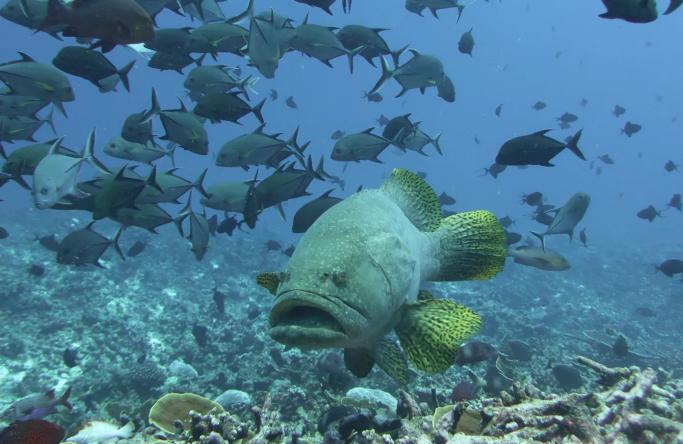 Coral reef and reef fish — Giant grouper black jacks Baker Island 2023