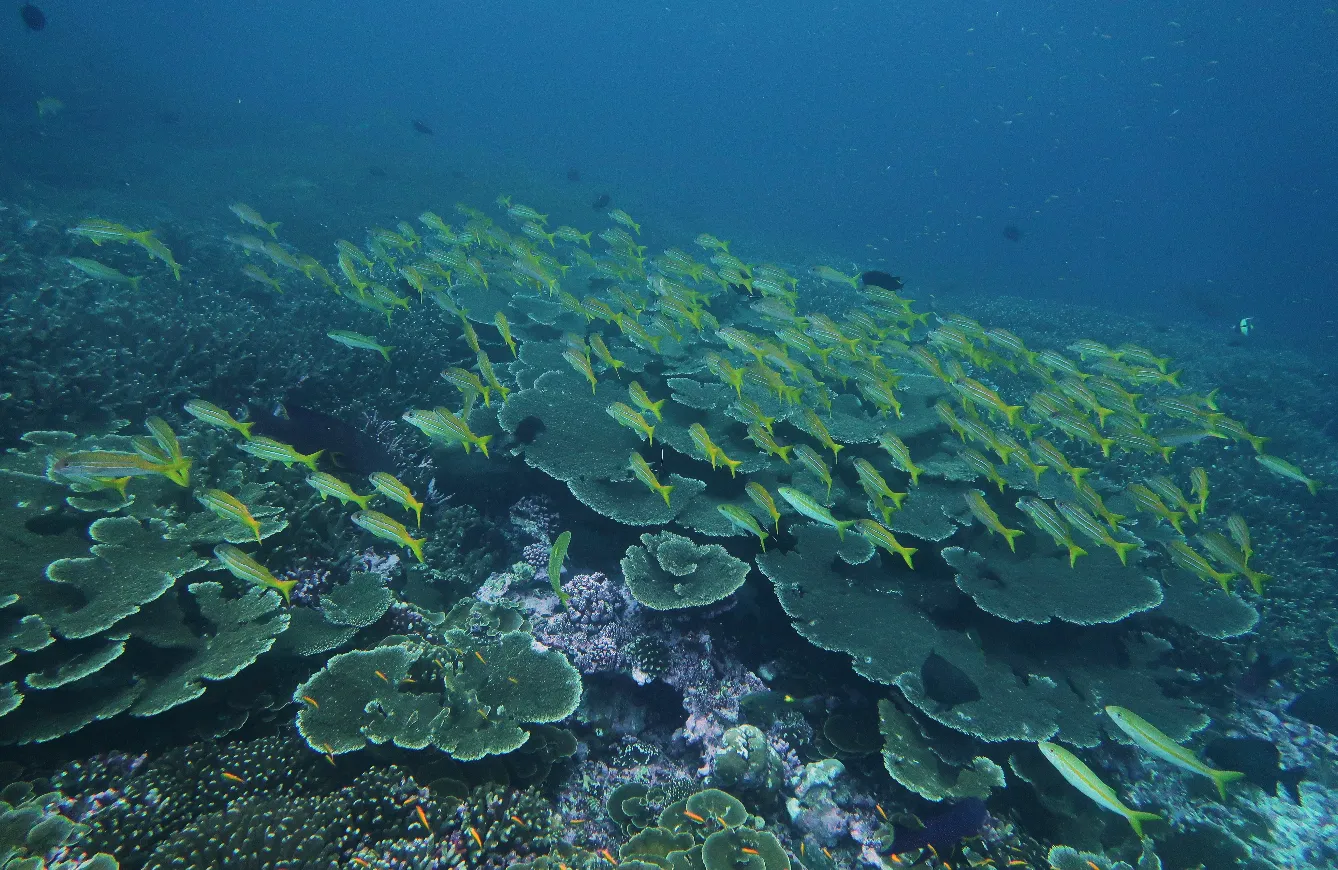 Coral reef and reef fish — Mimic goatfish coral reef Howland Island 2023