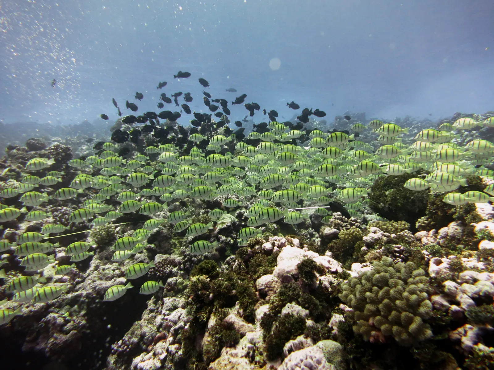 Coral reef and reef fish — NMSAS - Fish At Rose Atoll