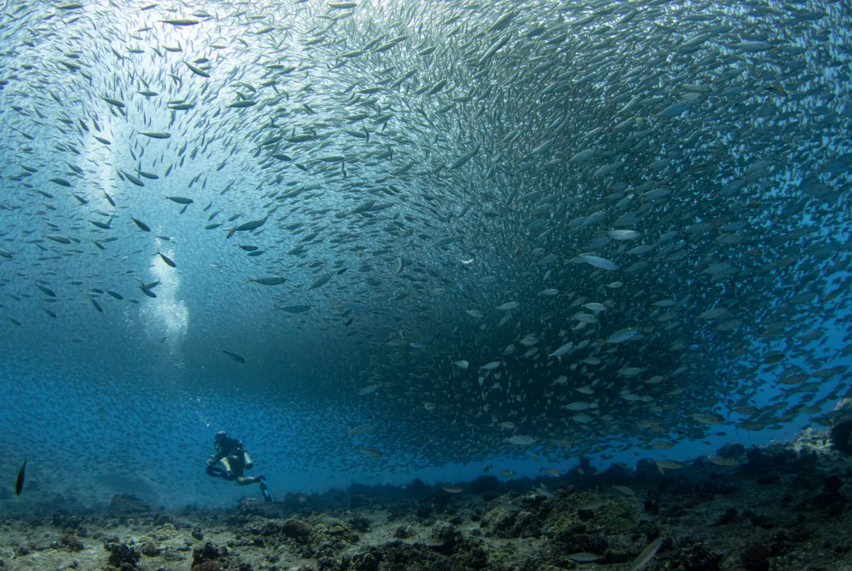 Coral reef and reef fish — NOAA diver bigeye scad school Saipan 2022