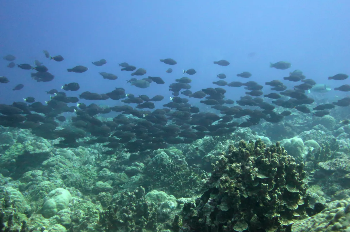 Coral reef and reef fish — Parrotfish school over coral reef Guam 2022