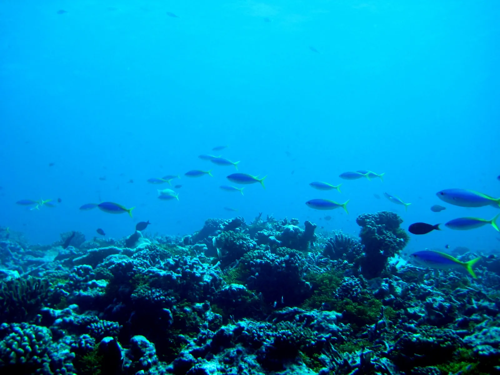 Coral reef and reef fish — Reef2274