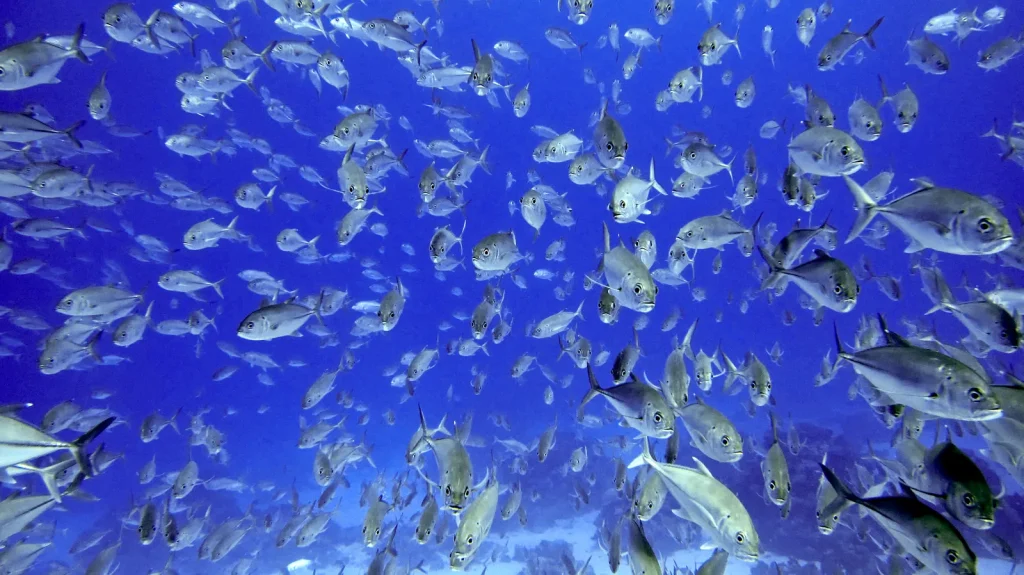 Which Raja Ampat Liveaboard is Best in February 2027 for Strong Currents and Big Pelagics?