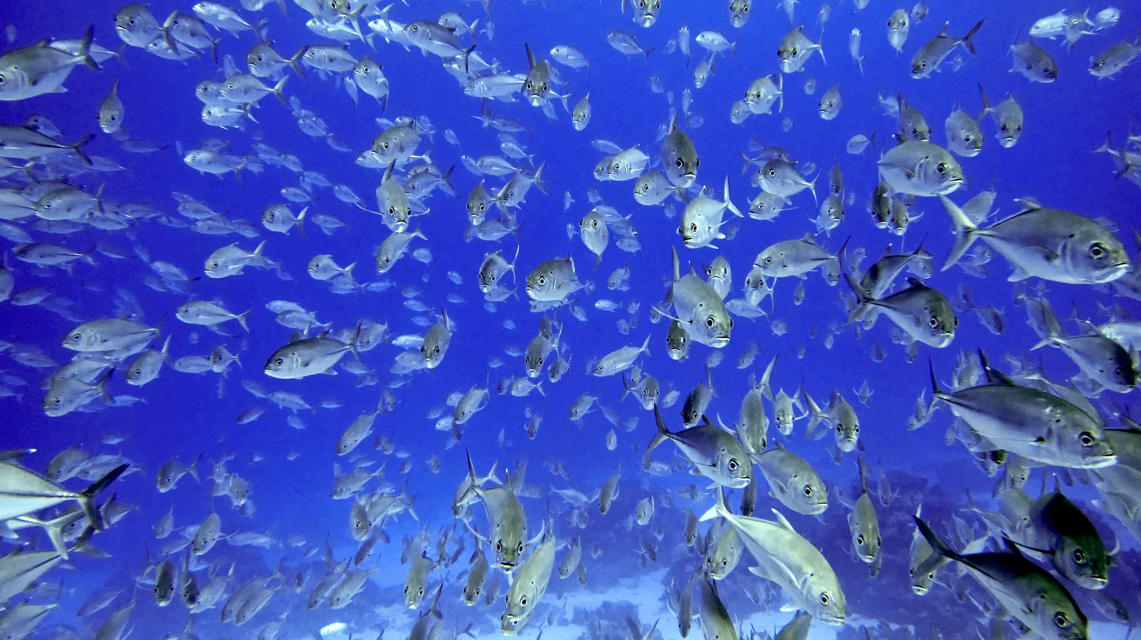 Coral reef and reef fish — Reef3301