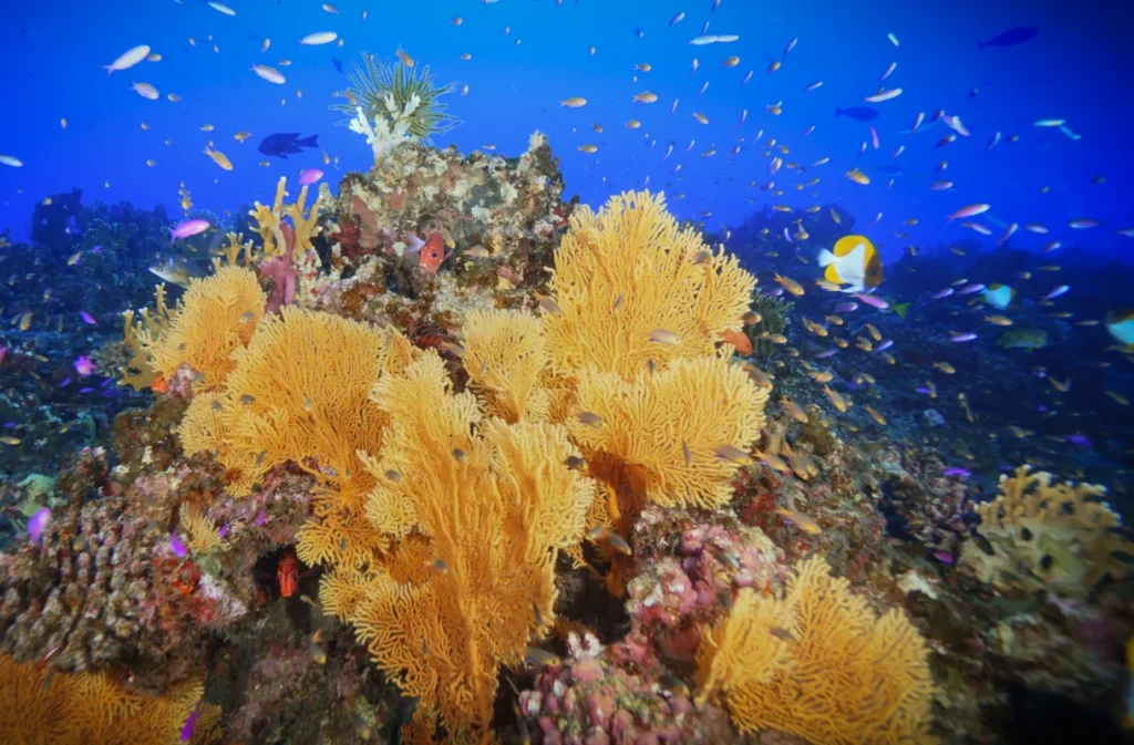 Raja Ampat Liveaboard Deals & Discounts for 2027 Departures