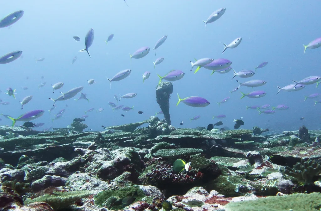 Best Raja Ampat Liveaboard Route for Boo Windows and Shadow Reef in 2027