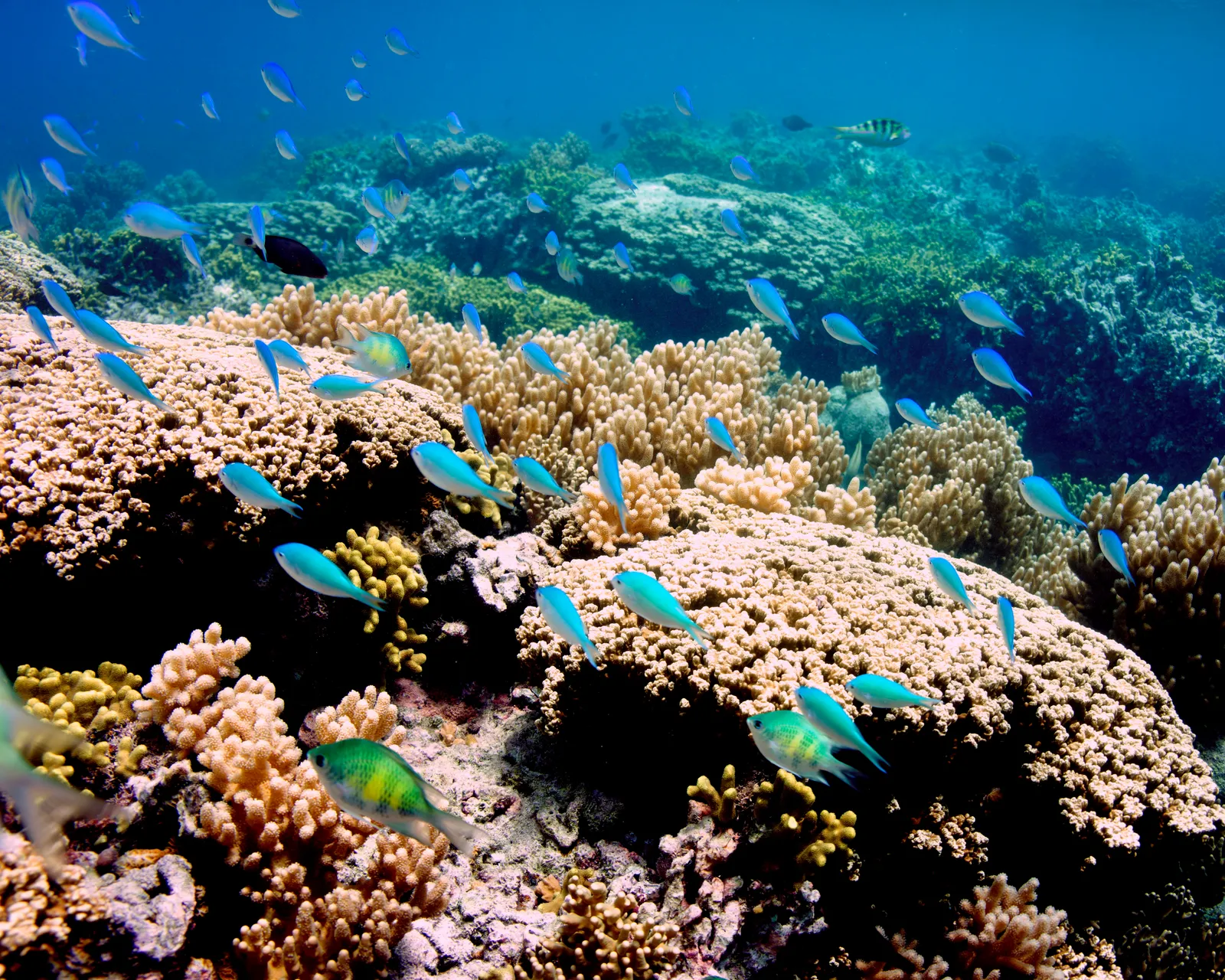 Coral reef and reef fish — Corals and fish of Tumon Bay, Guam in 2012