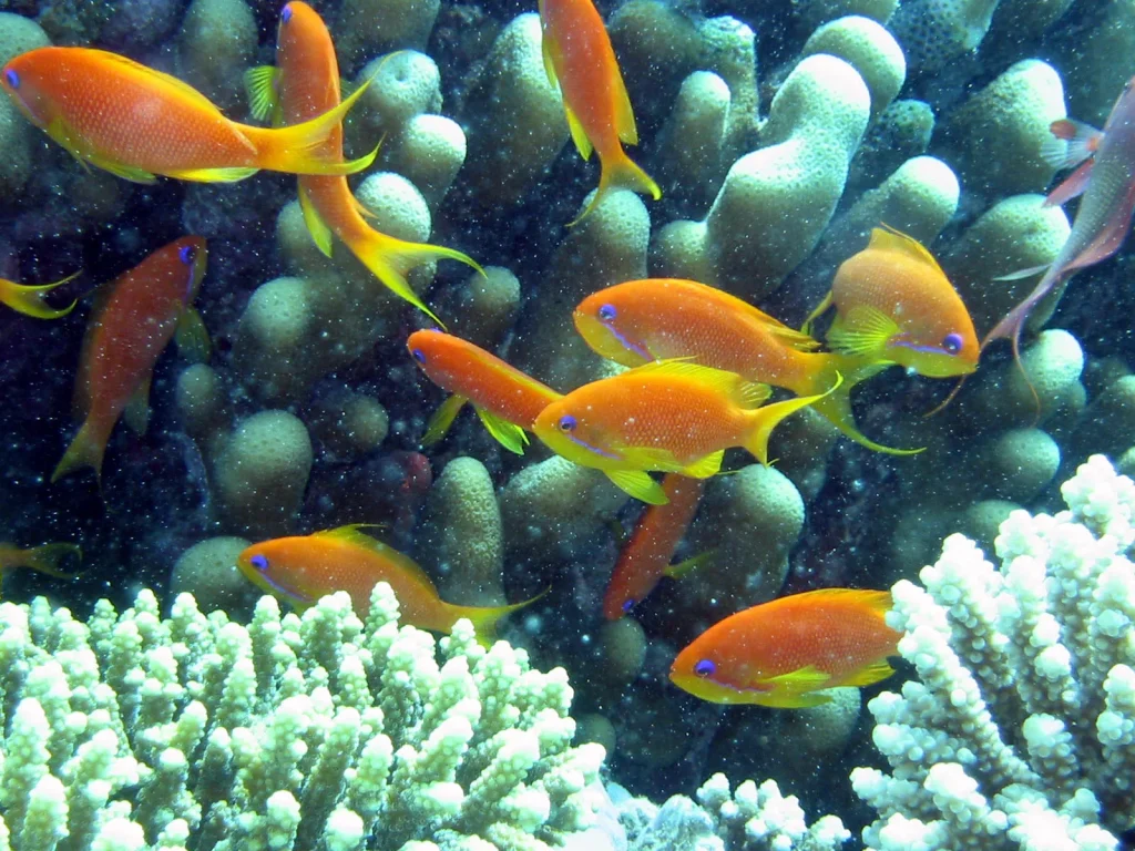 Your 2027 Insider Checklist for Raja Ampat Liveaboard Diving