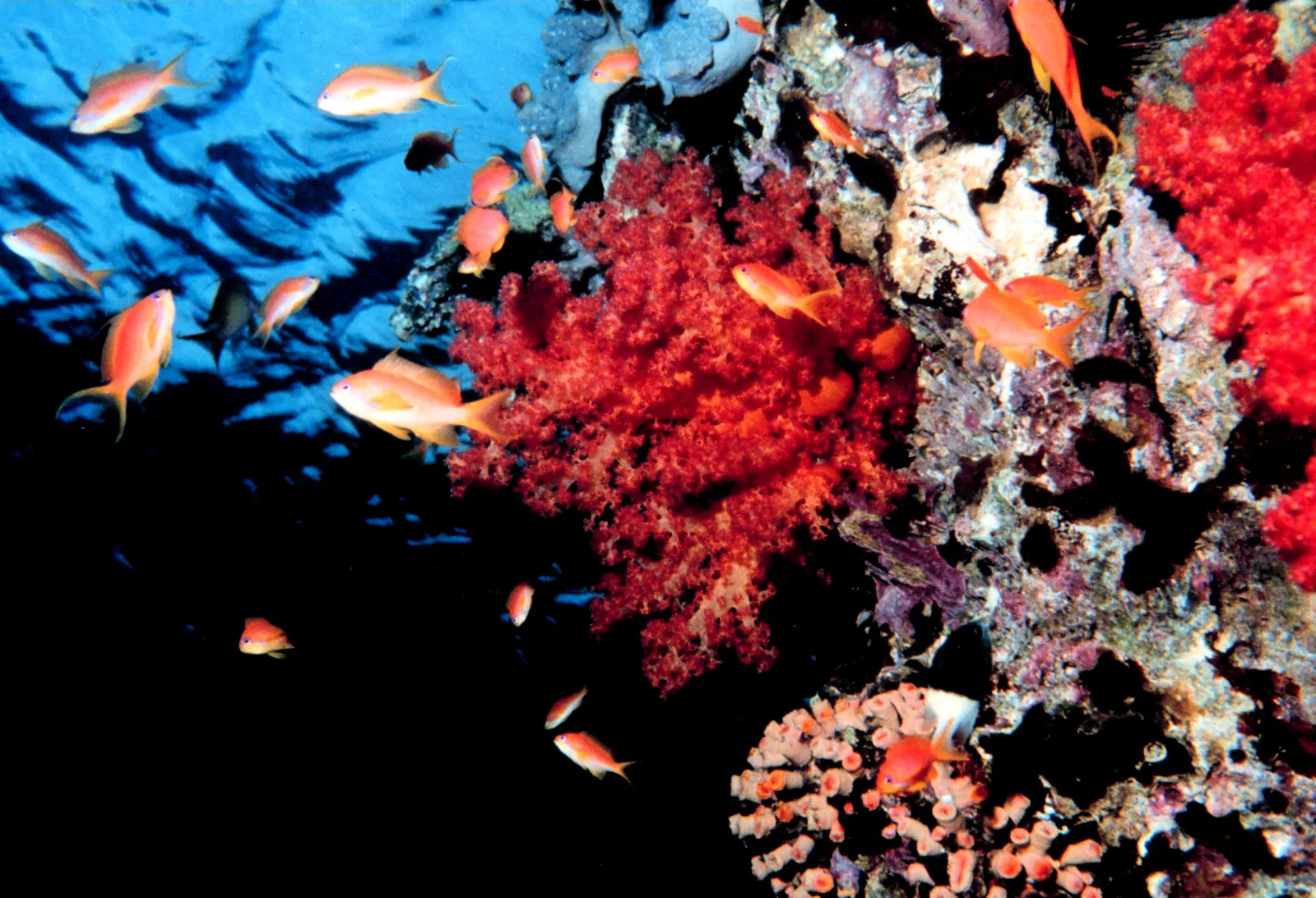 Coral reef and reef fish — Reef2020