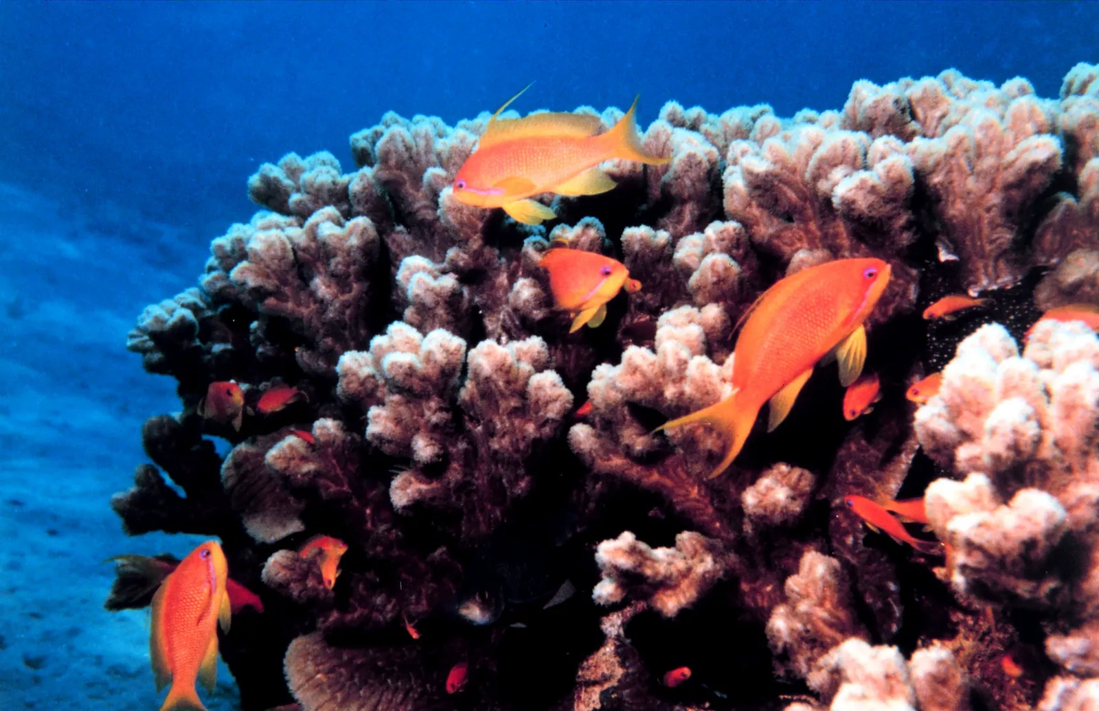 Coral reef and reef fish — Reef2043