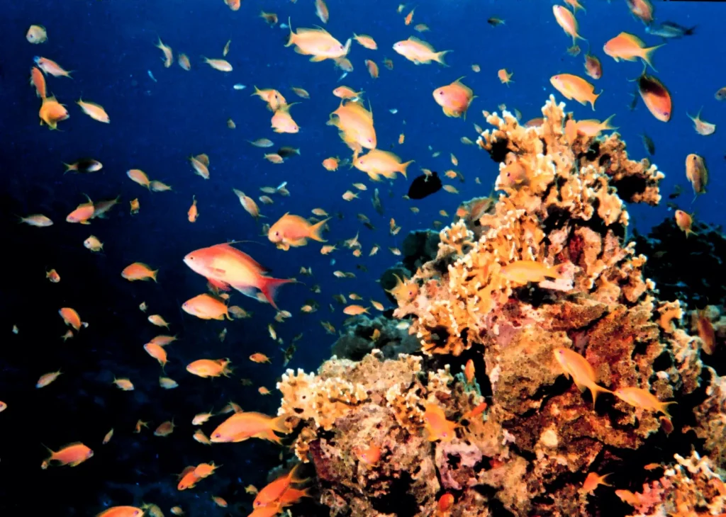 Real Buyer FAQs for Raja Ampat