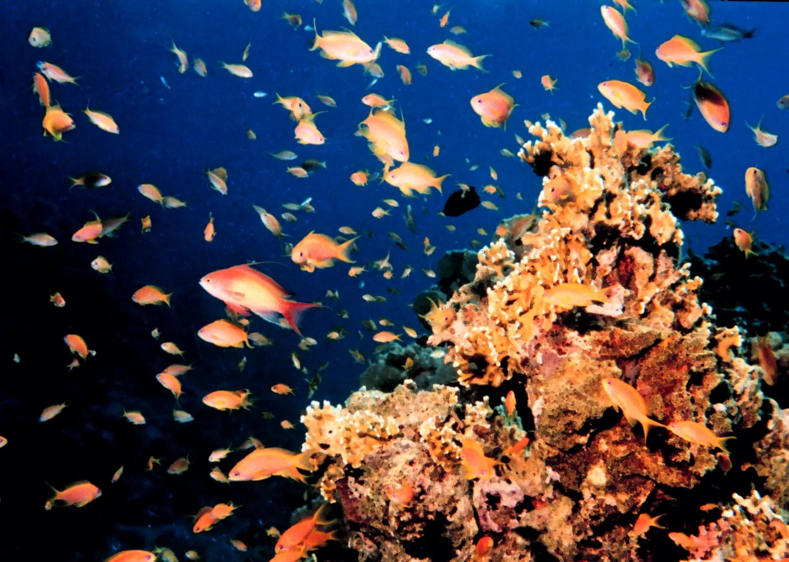 Coral reef and reef fish — Reef2050
