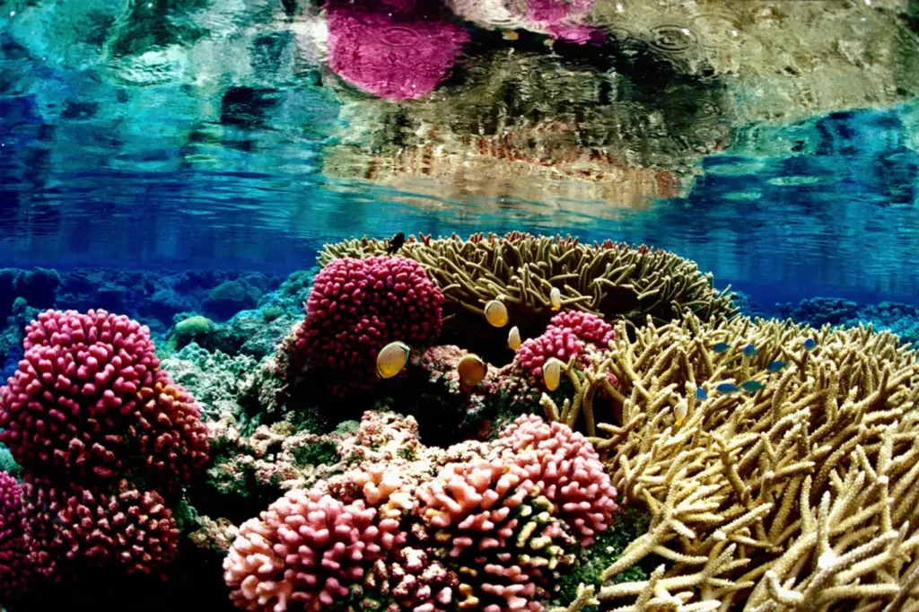 Eastern Indonesia Liveaboard Routes Beyond Raja Ampat