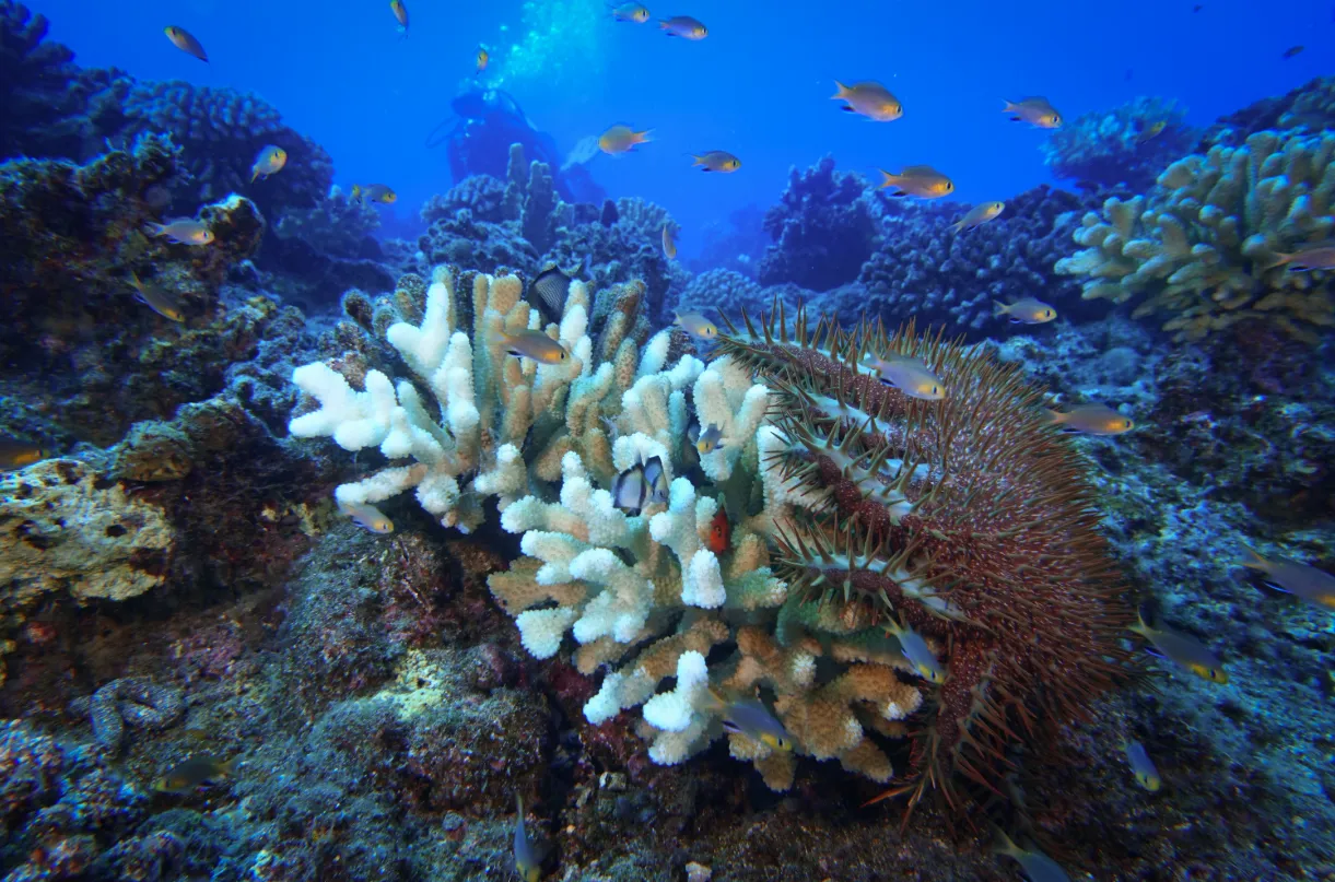 Coral reef and reef fish — Crown-of-thorns starfish coral colony Pagan 2022
