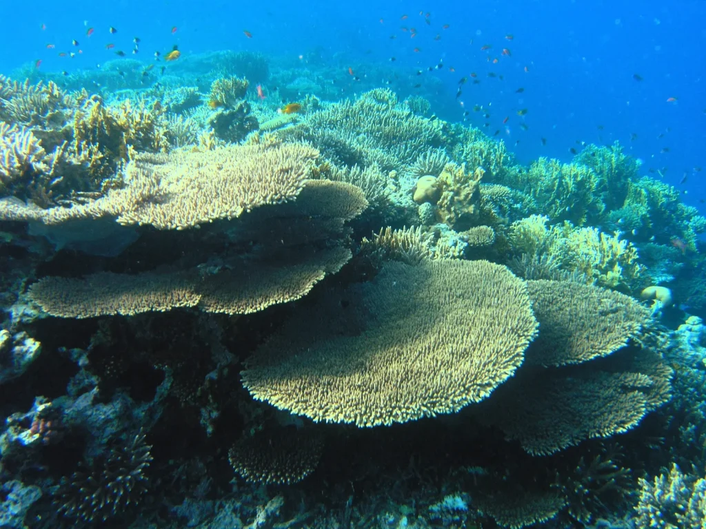How to Get to Raja Ampat Liveaboard