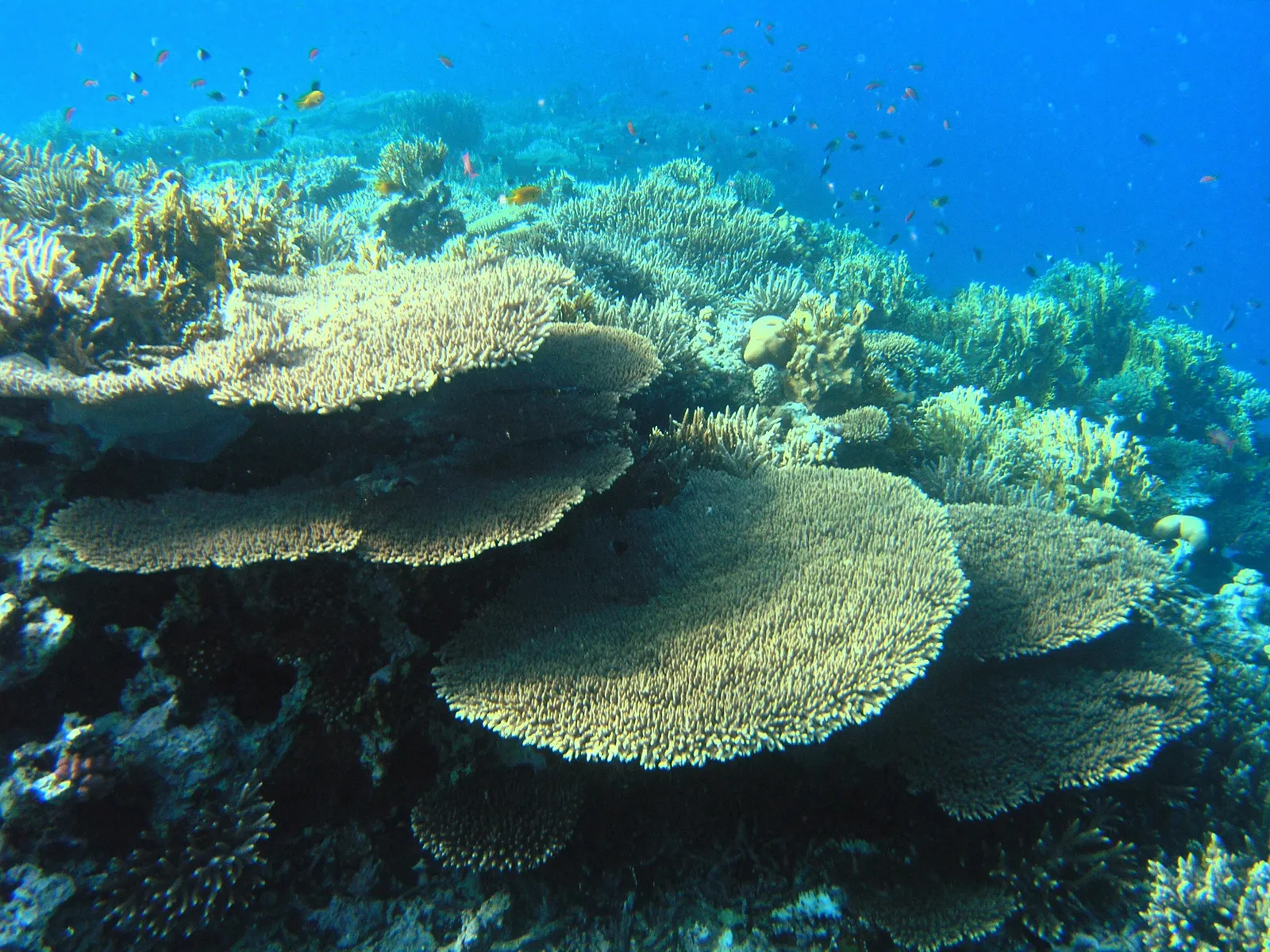 Coral reef and reef fish — Coral Reef in the Red Sea