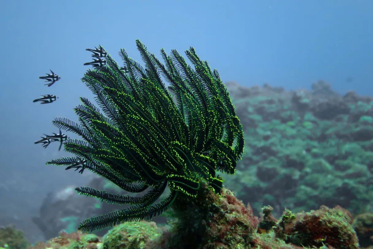 Coral reef and reef fish — Crinoid with midnight snappers Pagan 2022