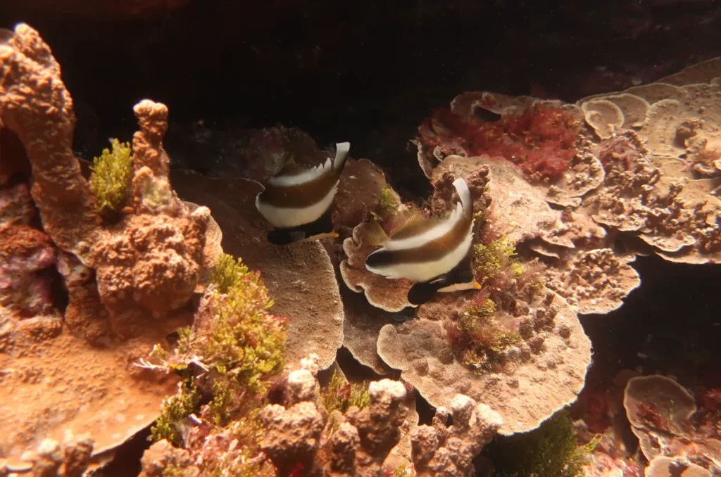 Raja Ampat Liveaboard Itineraries: 7 to 14 Days