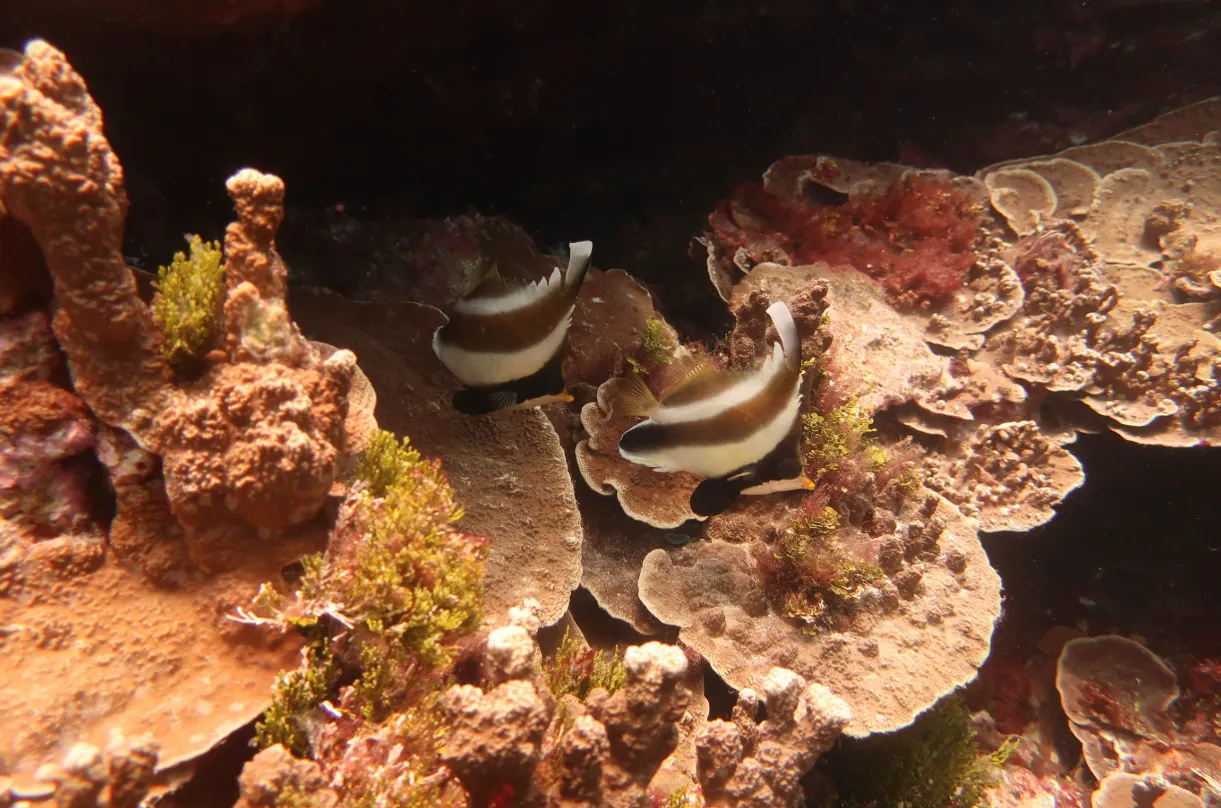 Coral reef and reef fish — Heniochus chrysostomus Orote Peninsula Apra Harbor Guam 2022