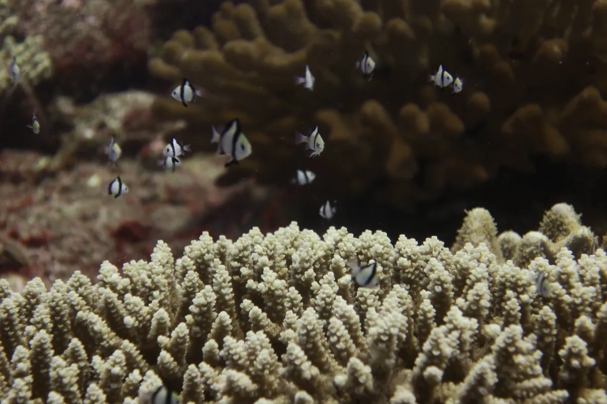 Coral reef and reef fish — Juvenile damselfish Acropora Pagan 2022