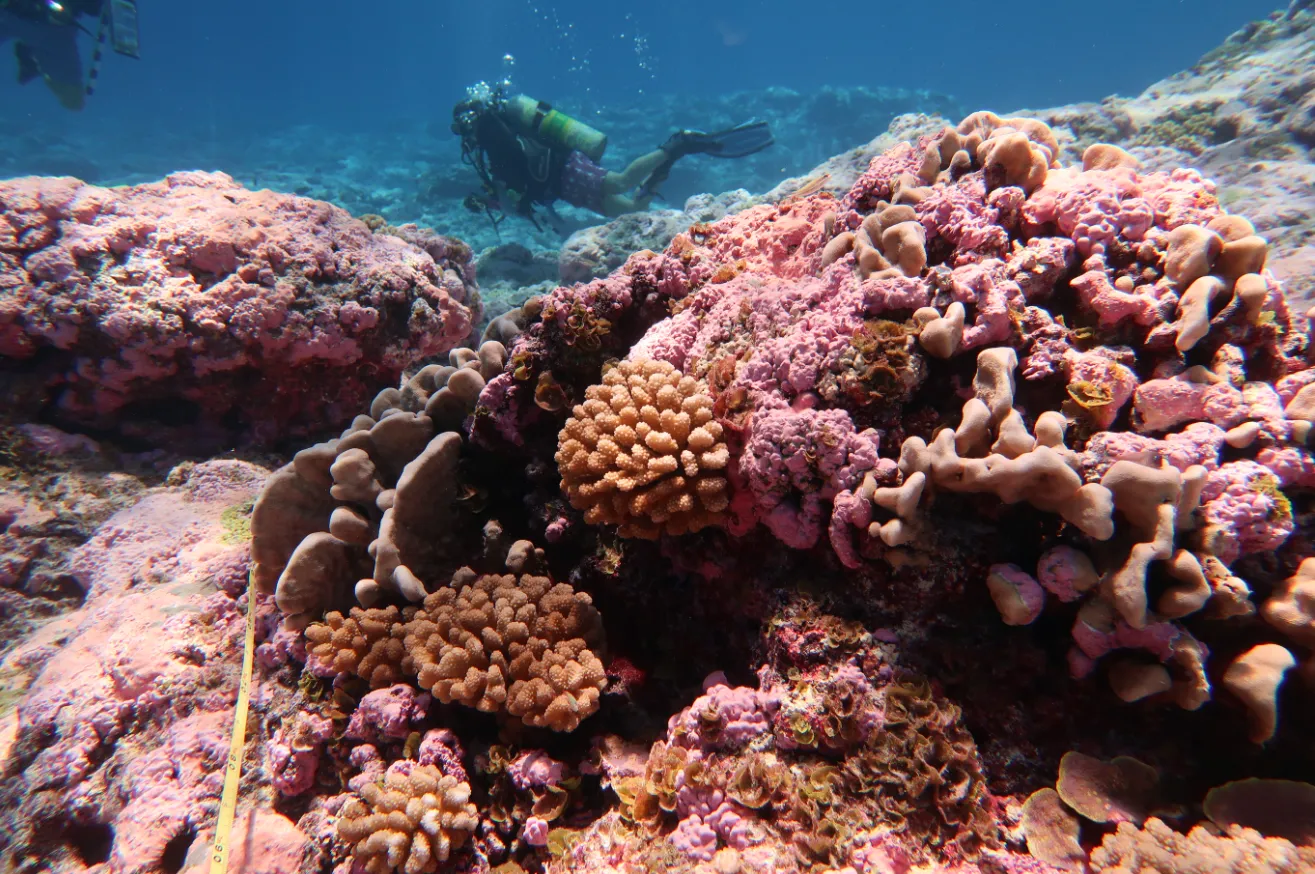 Coral reef and reef fish — NOAA divers pink corals Swains Island 2023