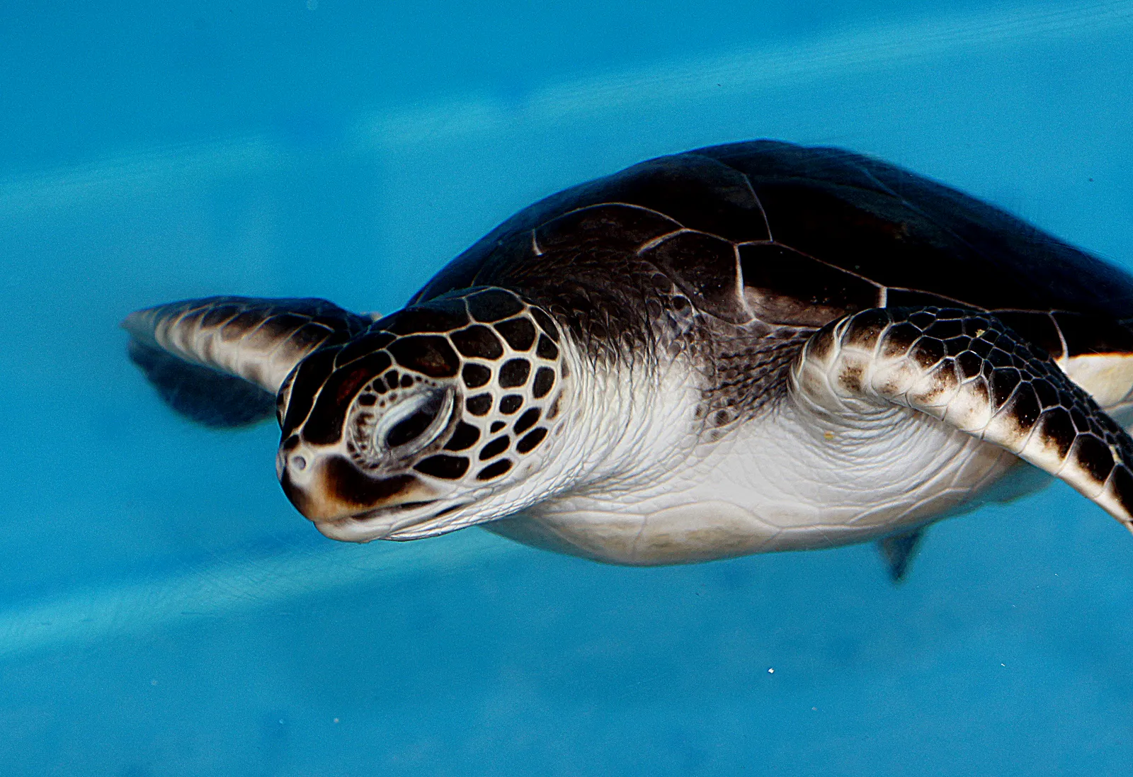Coral reef and reef fish — Baby Green Sea Turtle.