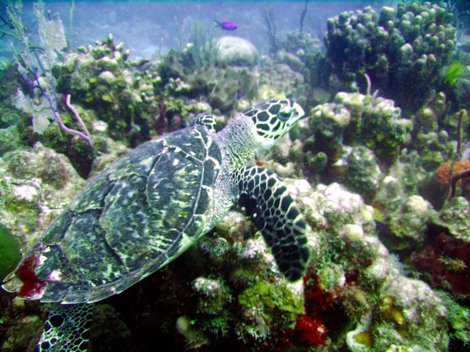 Coral reef and reef fish — Hawksbill sea turtle