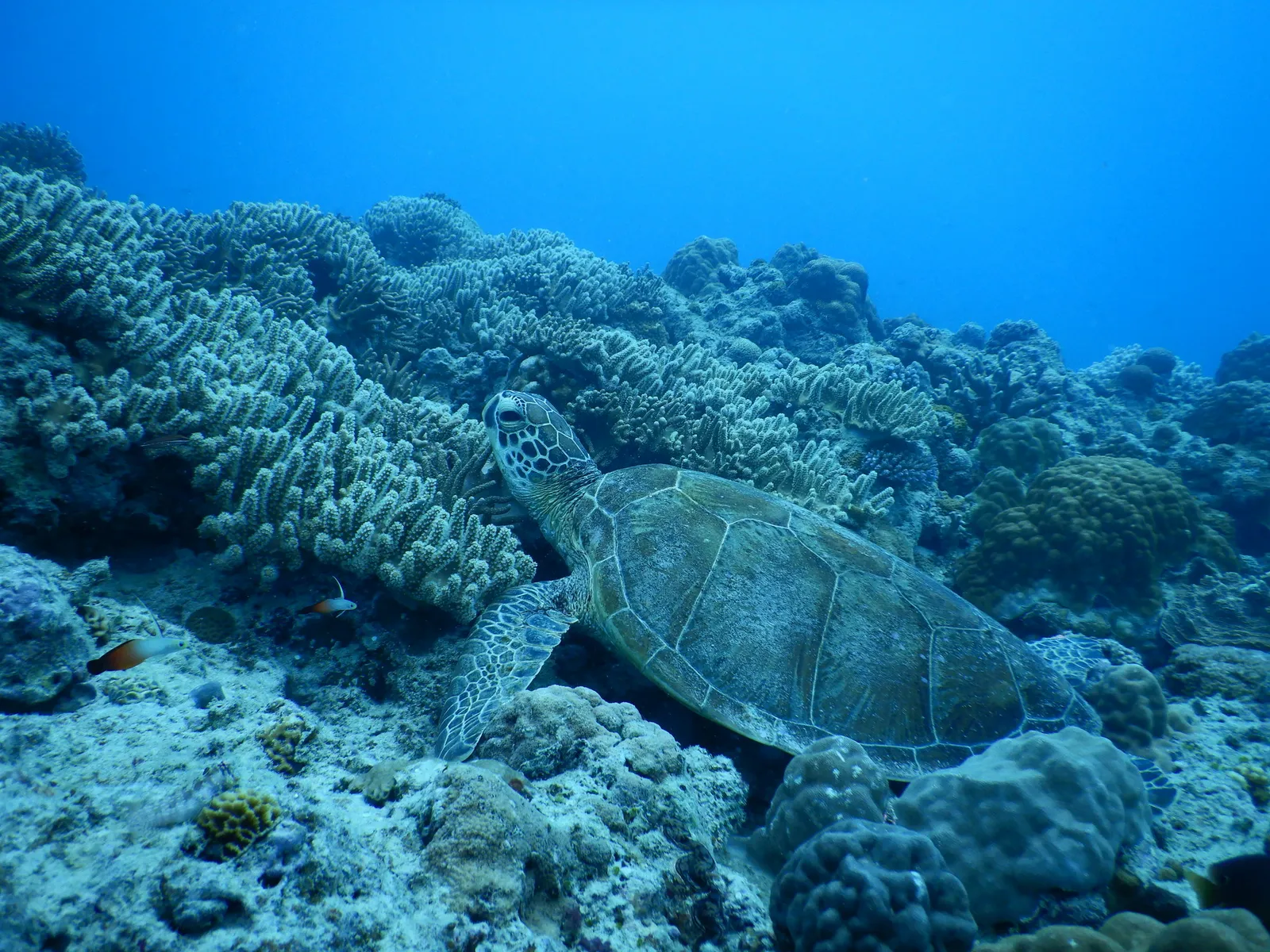 Coral reef and reef fish — Chelonia mydas near Naha in Japan