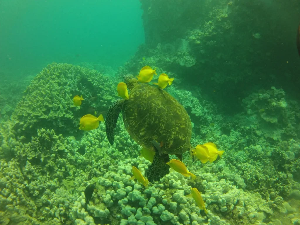 The Ultimate Guide to Raja Ampat Liveaboard Diving Routes