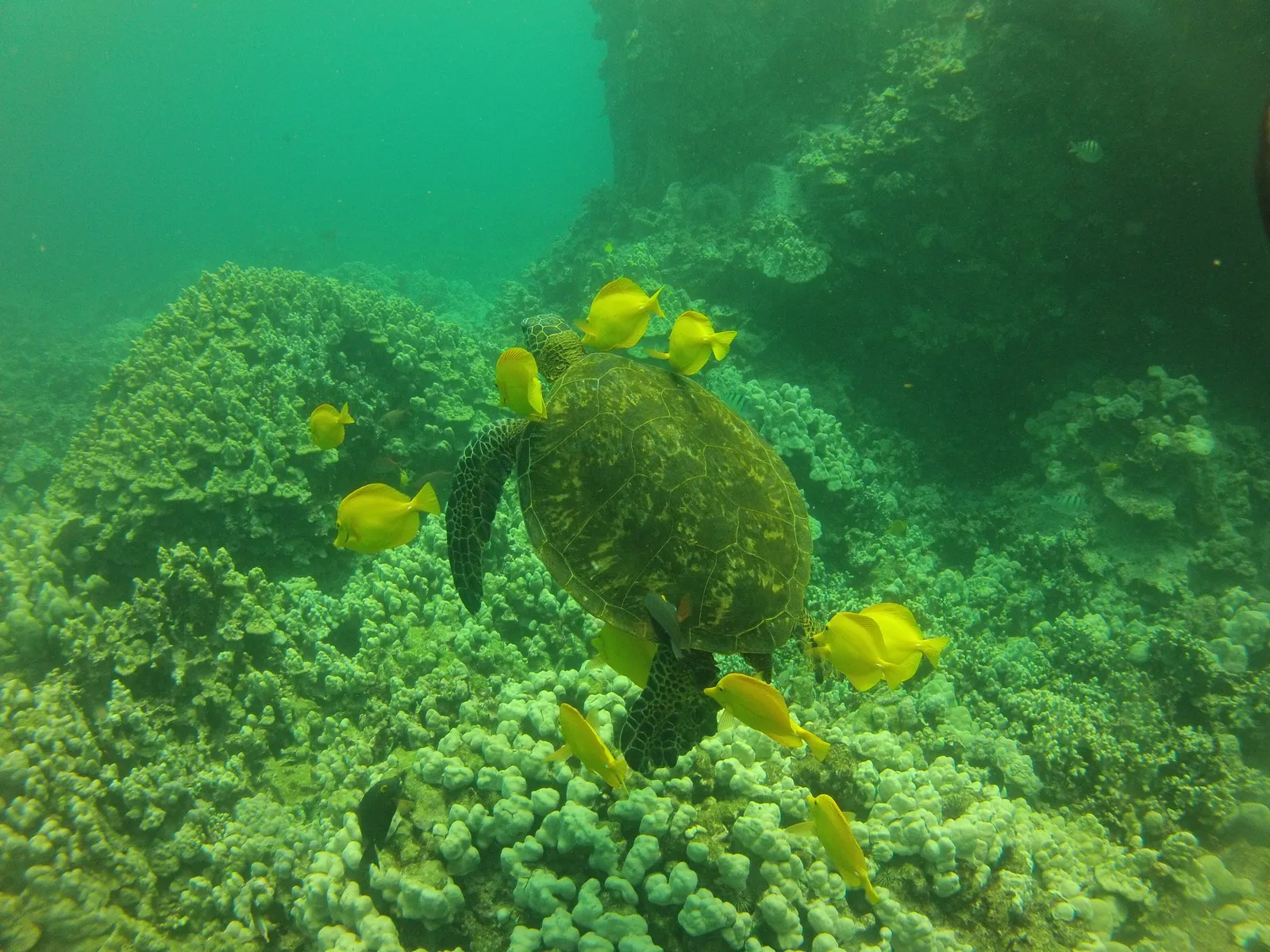 Coral reef and reef fish — HIHWNMS - turtle cleaning station