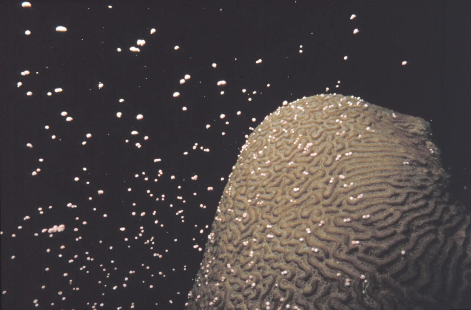 Hard coral — Brain coral spawning