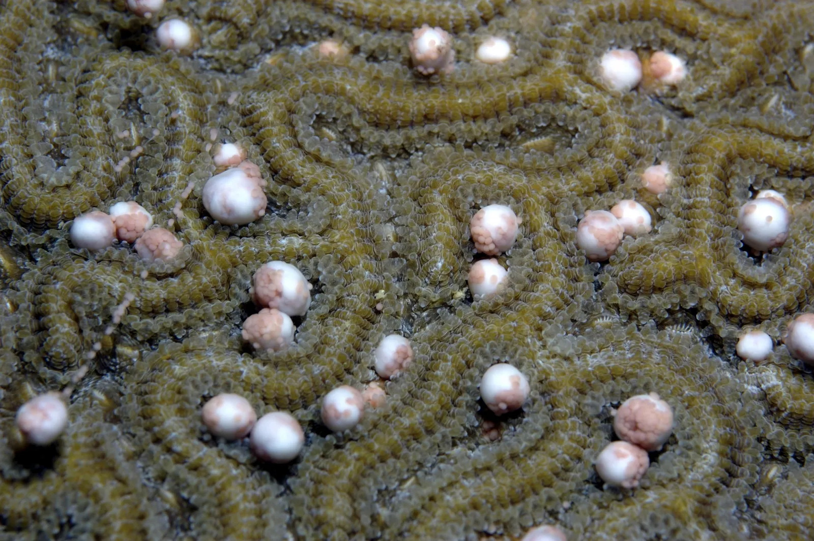 Hard coral — Colpophyllia natans spawning