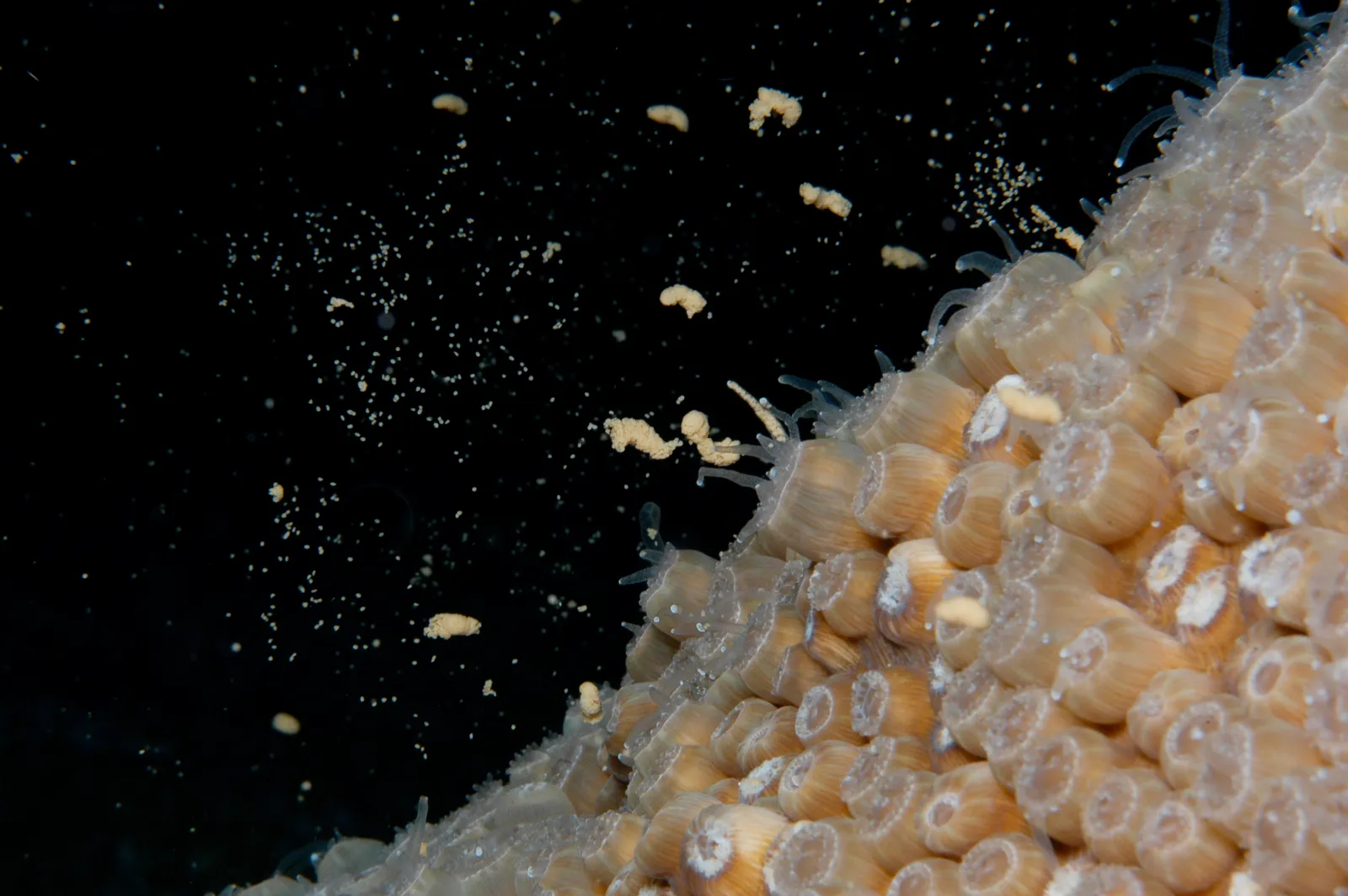 Hard coral — Coral Spawning