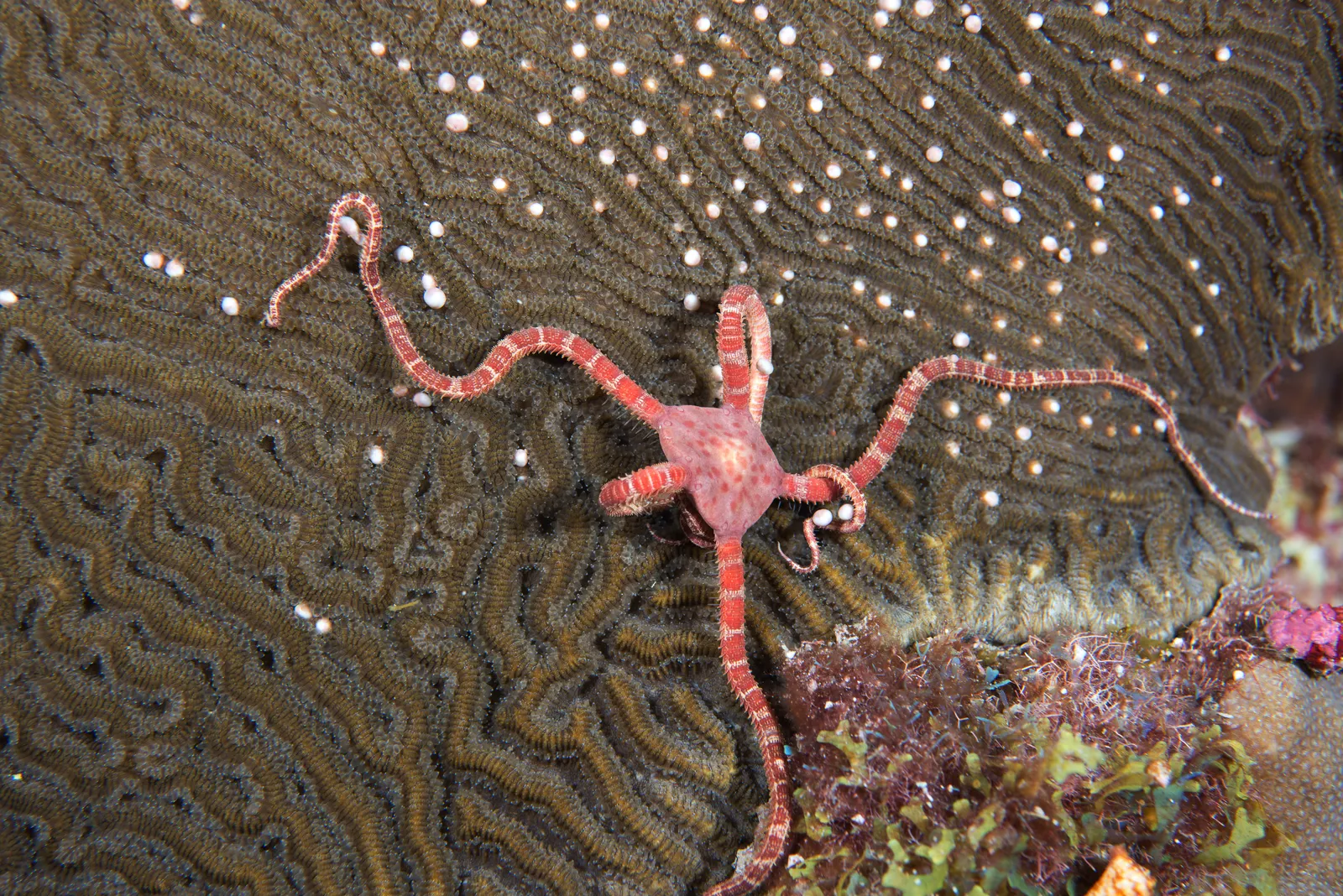 Hard coral — FGBNMS -- Brittle Star Stealing Coral Gametes