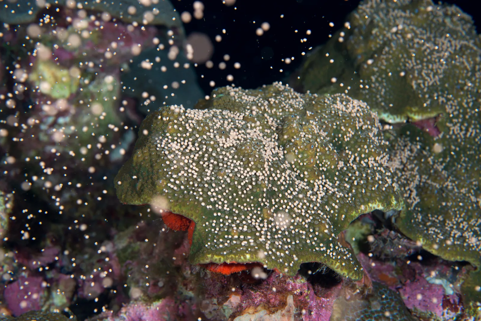 Hard coral — FGBNMS - Coral Spawning