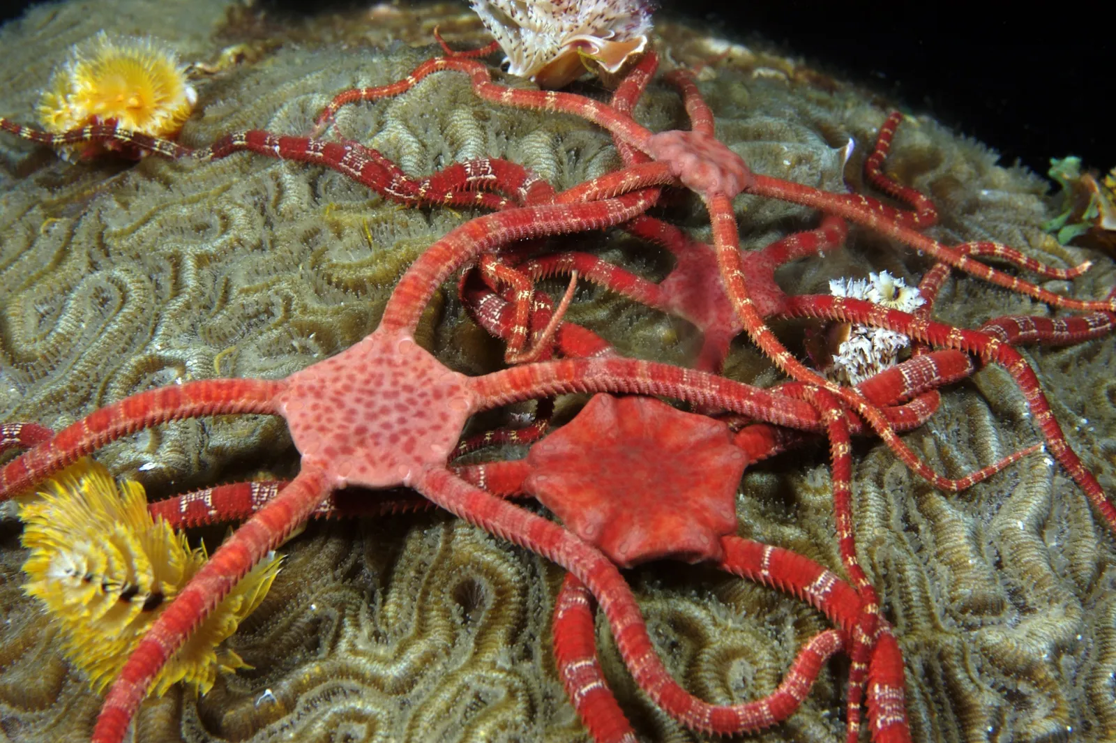 Hard coral — FGBNMS - brittle stars