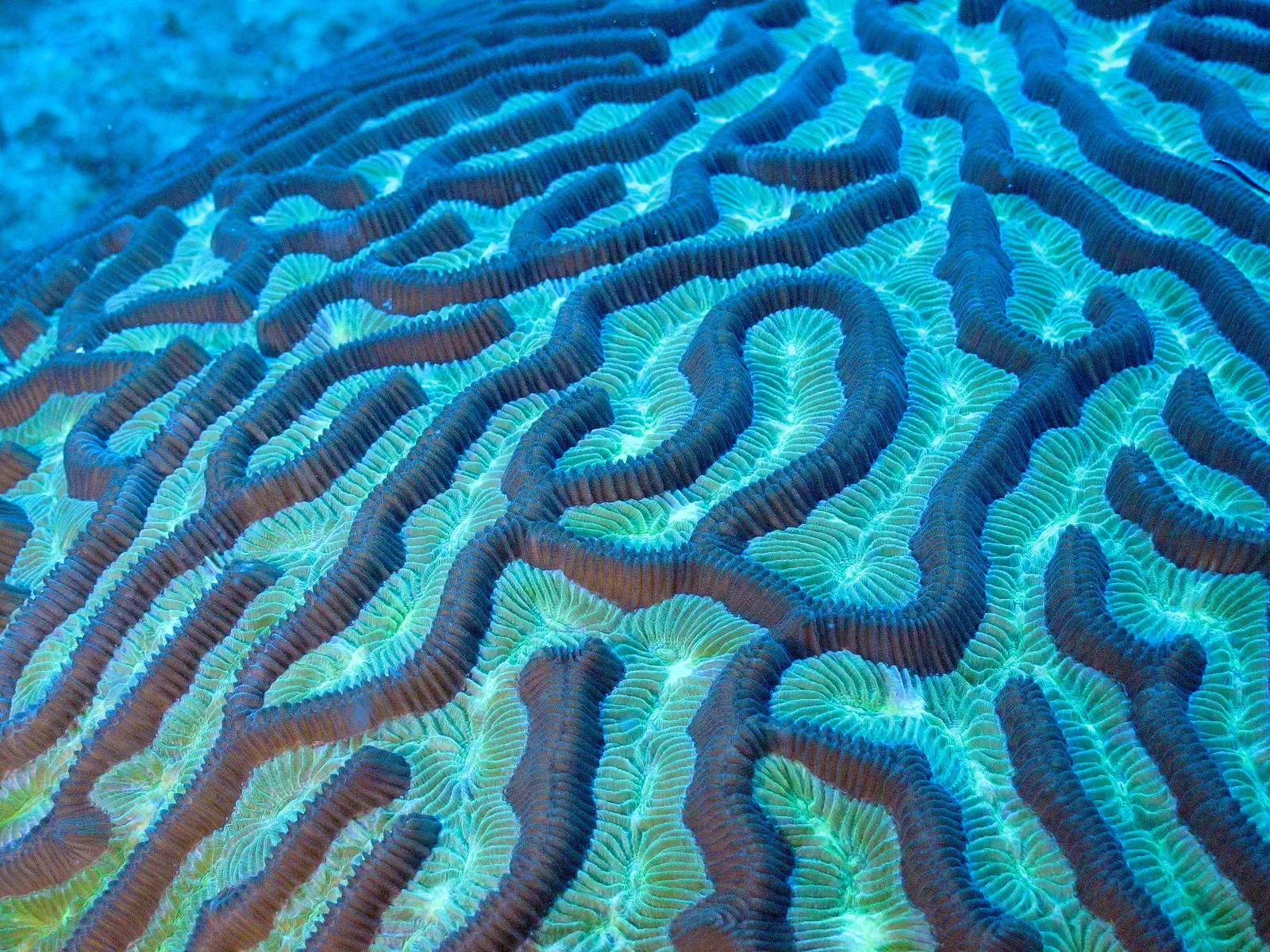 Hard coral — Brain Coral