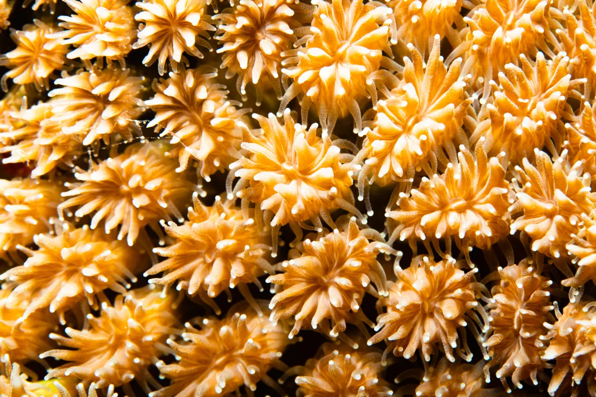 Hard coral — Galaxea coral Saipan 2022