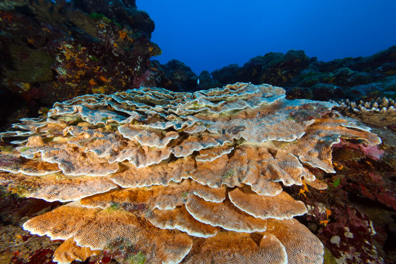 Hard coral — NMSAS - Healthy Coral