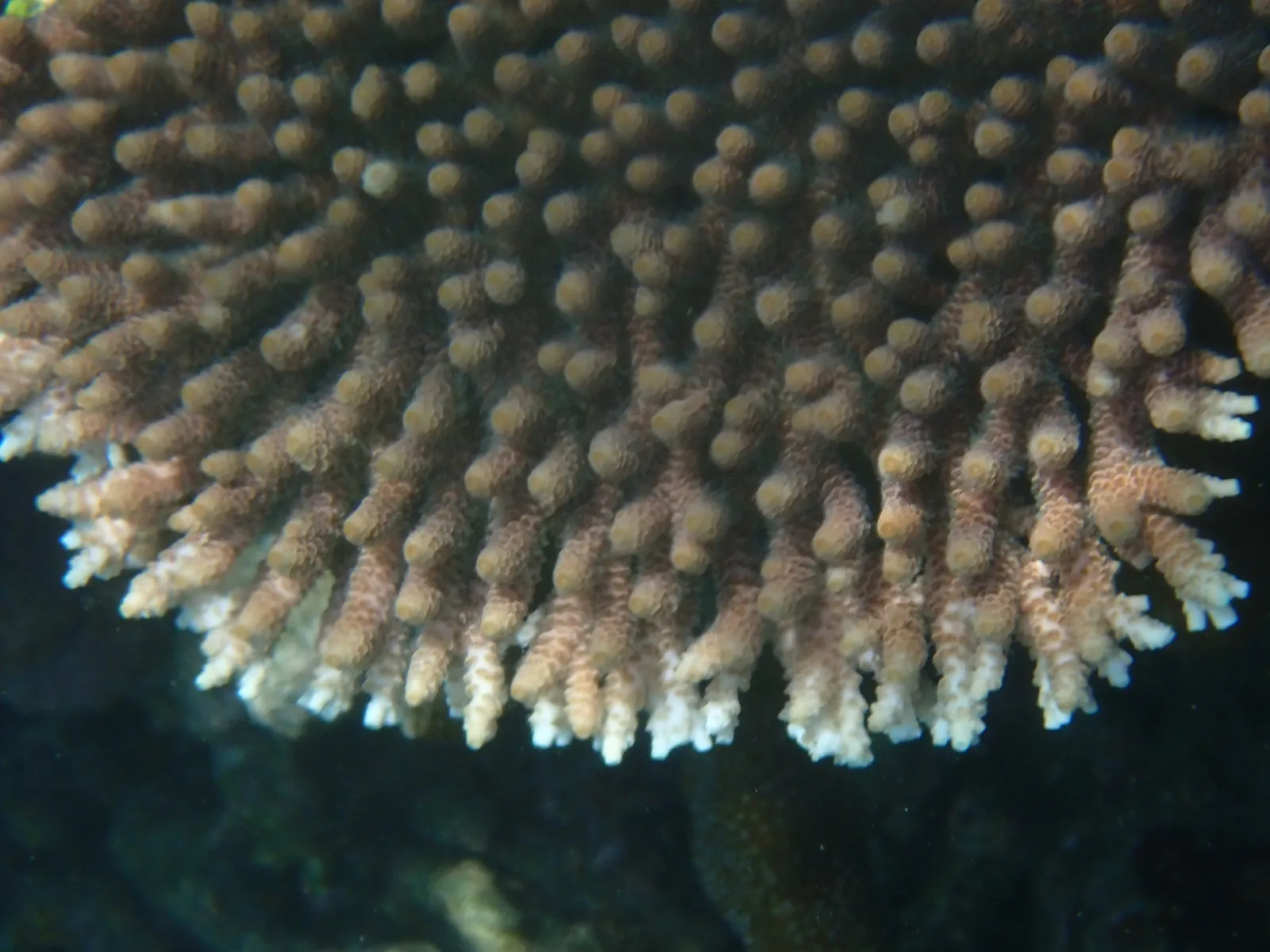Hard coral — Acropora millepora