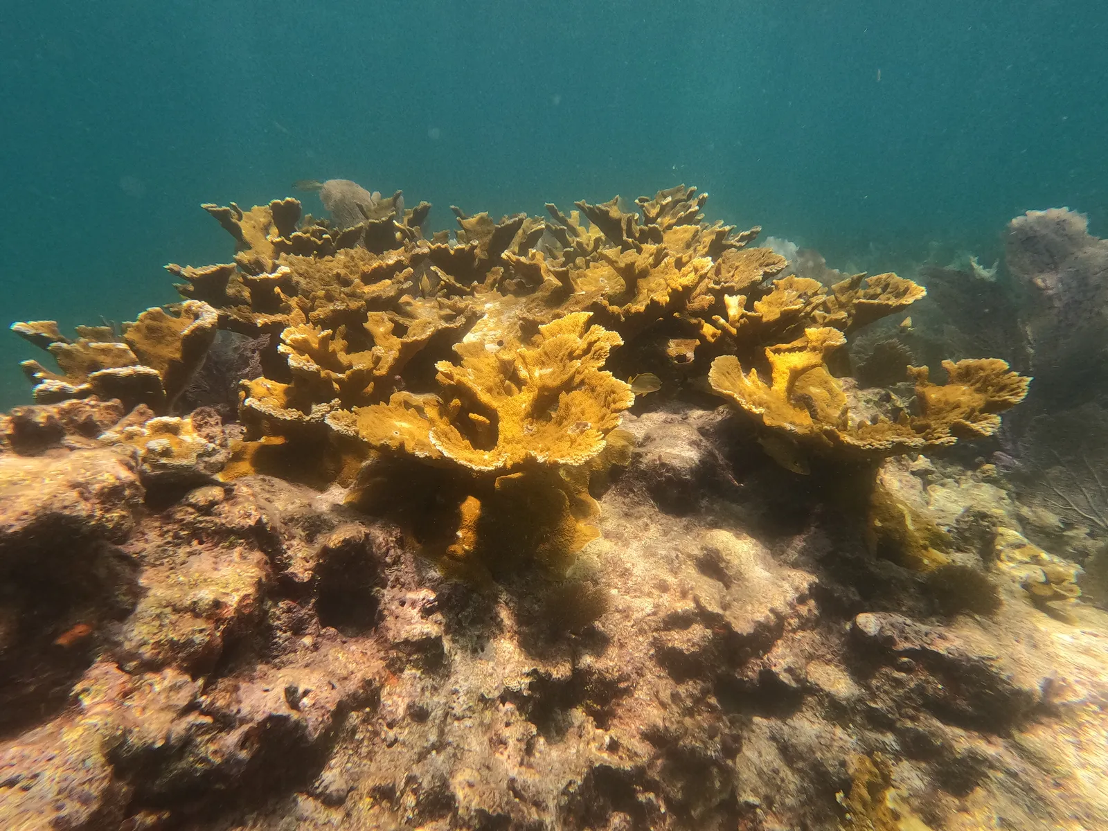 Hard coral — Acropora palmata 01 Pickles Reef