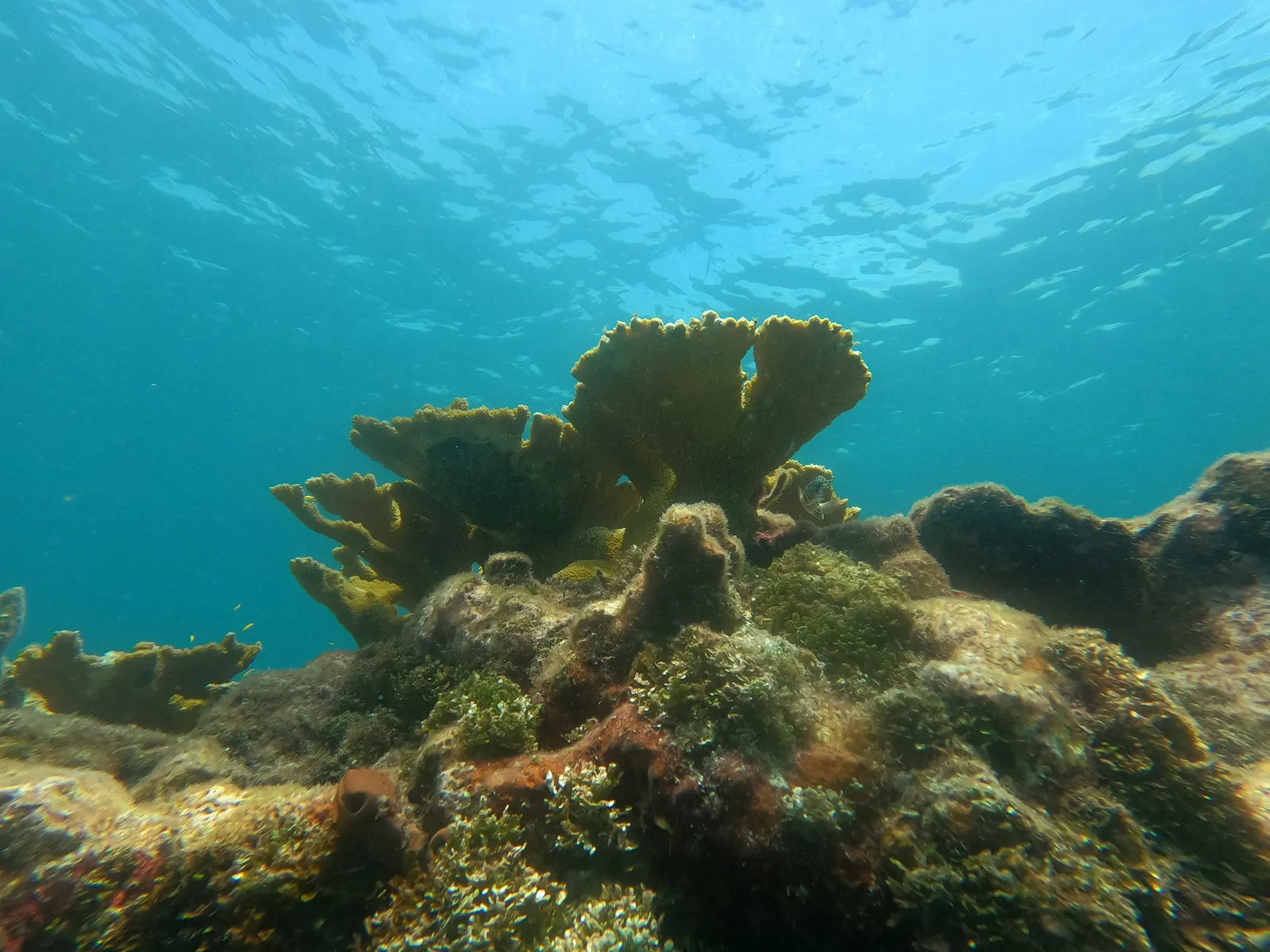 Hard coral — Acropora palmata 05 Pickles Reef