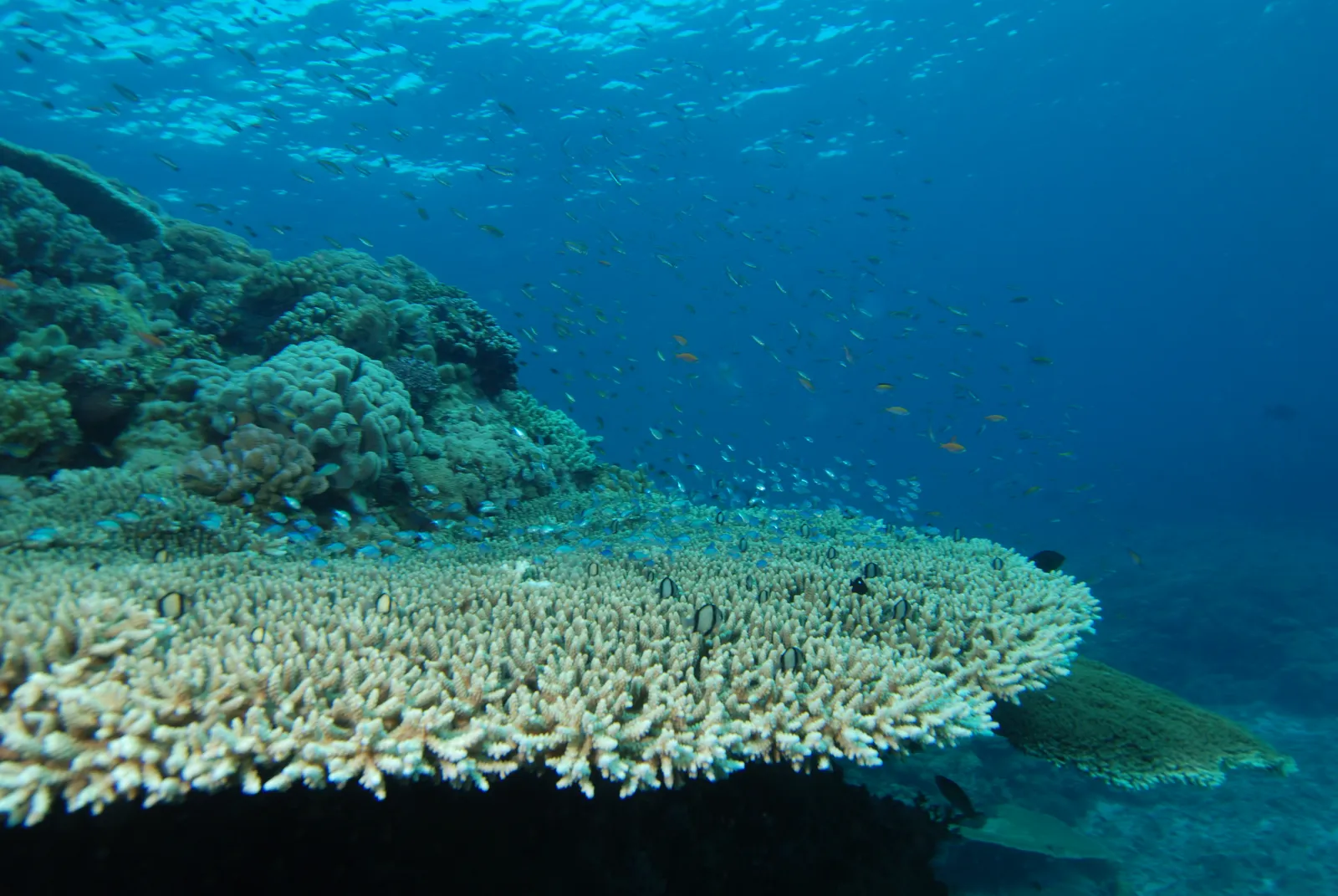 Hard coral — Acropora pulchra
