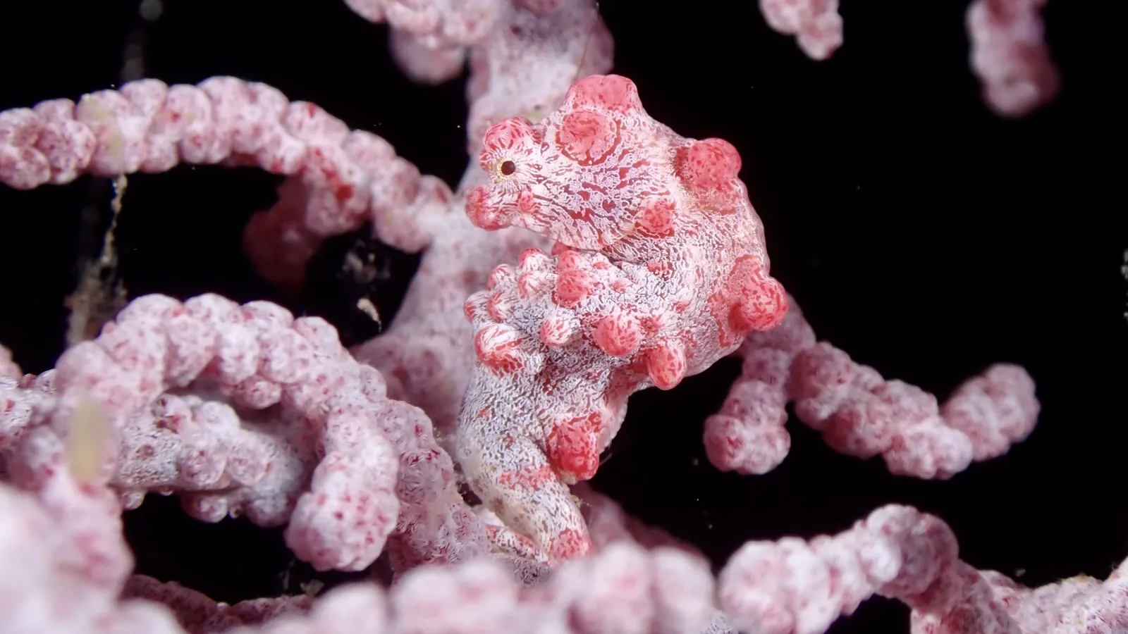 Macro reef life — Hippocampus bargibanti - Chris Spain