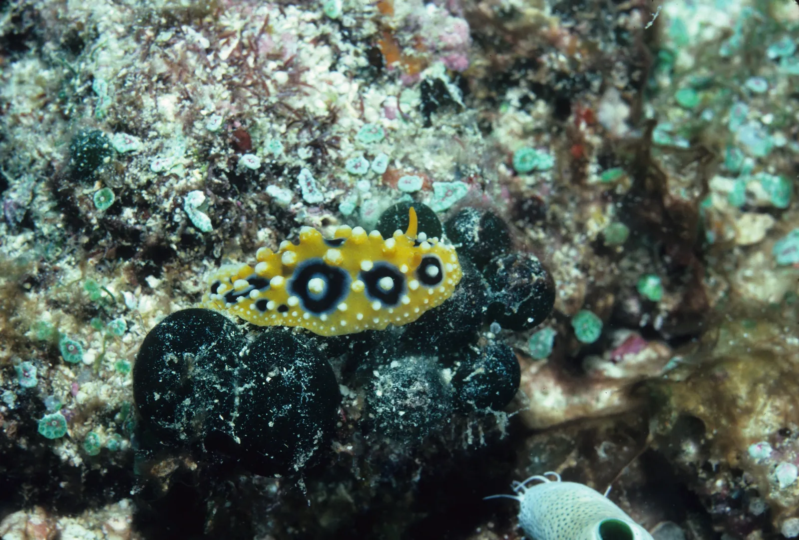Macro reef life — Rikr0064 - Flickr - NOAA Photo Library