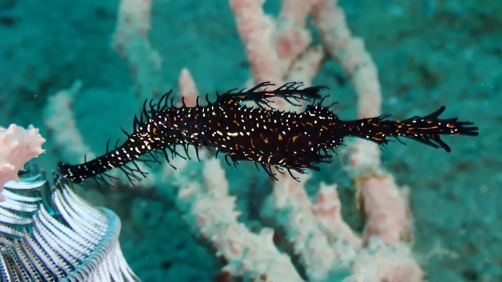 Best Raja Ampat Dive Boats for Underwater Photography Enthusiasts